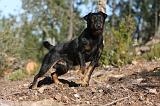 JAGDTERRIER ALLEMAND 045